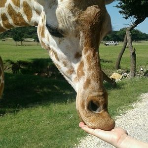 Meet your Posher, Joey